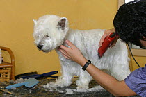 Woman shearing West Highland White Terrier / Westie