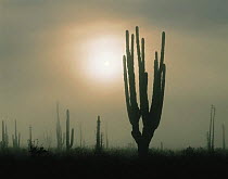 Silhouettes of Cardon cacti (Pachycereus pringlei) (foreground) and Boojum trees (Idria columnaris) at sunrise in fog bank, near Catavina, Baja California, Mexico