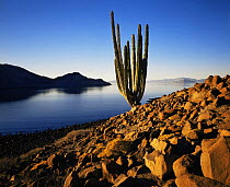 Solitary Cadon cactus (Pachycereus pringlei) growing in scree next to the Sea of Cortes, sunrise, Isla Angel de la Guarda / Archangle Island, Baja California, Mexico