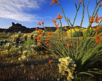 Ocotillo (Fouquieria splendens) flowering with Teddy bear cholla (Opuntia bigelovii). Inactive lava flow in background, Biosphere Reserve of the Pinacate and Gran Desierto Altar, Mexico