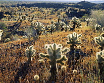 Teddy bear cholla (Opuntia bigelovii) in overgrown jagged lava flow, after rain, Biosphere Reserve of the Pinacate and Gran Desierto Altar, Mexico