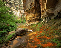 Red algae on seeps along stream, Death Hollow, Grand Staircase-Escalante National Monument, Utah, USA
