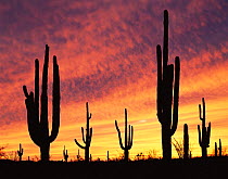 Saguaro cacti (Carnegiea gigantea) silhouetted against blazing sunset, Cabeza Prieta National Wildlife Refuge, Sonoran Desert, Arizona, USA