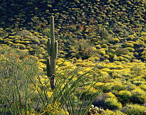 Solitary Saguaro cactus (Carnegiea gigantea)surrounded by Ocotillo (Fouquieria splendens) and other desert plants, Sierra Pinacate, Mexico