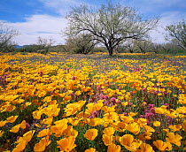 Sonoran desert plain with yellow Poppies (Eschscholtzia californica), Lupins (Lupinus sparsiflorus), and Red Owl's clover (Orthocarpus purpurascens), Quinlan Mountains, Arizona, USA