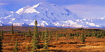 Black spruce (Picea mariana) in tundra habitat  with snow covered Mount McKinley in the background, Denali NP, Alaska, USA