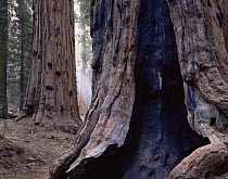 Trunk of Giant Sequoia tree {Sequoiadendron giganteum} showing scars from ancient fires, Sequoia NP, California, USA