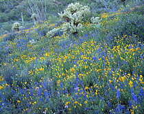 Fields of Lupins {Lupinus sparsiflorus}, Mexican poppies {Eschscholtzia californica} and Teddy Bear cactus {Opuntia bigelovii} Superstition mountains, Tonto National Forest, Arizona, USA