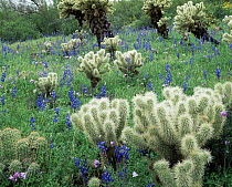 Fields of Lupins {Lupinus sparsiflorus} and Teddy Bear cactus {Opuntia bigelovii} Superstition mountains, Tonto National Forest, Arizona, USA