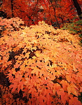 Bigtooth maple {Acer saccharum grandidentatum} trees in autumn colours, Huachuca mountains, Coronado National Forest, Arizona, USA