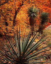 Yucca {Yucca schottii} amongst Bigtooth maple {Acer grandidentatum} trees in autumn colours, Huachuca mountains, Coronado National Forest, Arizona, USA