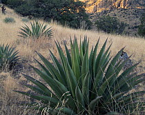 Agaves {Agave palmeri} in grassland, Chiricahua National Monument, Arizona, USA