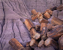 Blue mesa, petrified log sections in eroded grey clay, Petrified Forest NP, Arizona, USA