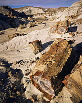 Blue mesa, petrified log sections in eroded grey clay, Petrified Forest NP, Arizona, USA