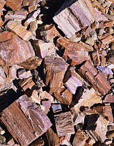 Petrified log sections showing crystallisation, Petrified Forest NP, Arizona, USA