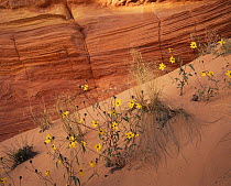Sunflowers {Helianthus sp} flowering on petrified sand dune formations of Colorado plateau, Paria Canyon / Vermilion Cliffs Wilderness, Arizona, USA