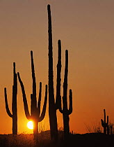 Saguaro cacti {Carnegiea gigantea} silhouetted at sunset, Cabeza Prieta National Wildlife Refuge, Arizona, USA