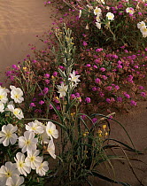 Desert lily {Hesperocallis undulata}, Birdcage evening primrose {Oenothera deltoides} and Sand verbena {Abronia villosa} flowering, Biosphere Reserve of Pinacate and Gran Desierto Altar, Sonoran deser...