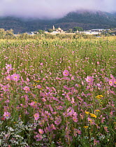 Wildflowers in meadow in front of Cerocahui village and Catholic mission buildings, Barranca del Cobre NP, Chihuahua, Mexico