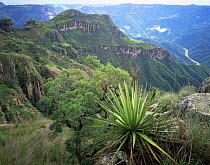 Yucca {Yucca schottii} with Urique river canyon in background, Barranca del Cobre NP, Chihuahua, Mexico