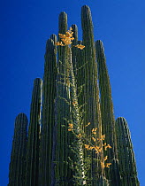 Boojum tree {Fouquieria / Idria columnaris} flowering in front of Cardon cactus {Pachycereus pringlei} Catavinia, Baja California, Mexico