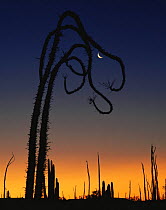 Boojum tree {Fouquieria / Idria columnaris} and Cardon cactus {Pachycereus pringlei} silhouette at dawn with crescent moon, Catavinia, Baja California, Mexico