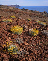 Brittlebush plants {Encelia farinosa} growing on red lava flow on coast of Sea of Cortez, Desierto Central, Baja California, Mexico