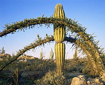Boojum tree {Fouquieria / Idria columnaris} and Cardon cactus {Pachycereus pringlei} Baja California, Mexico
