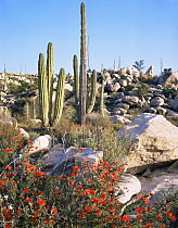 Flowering Hummingbird bush {Calliandra californica} and Cardon cactus {Pachycereus pringlei} Desierto Central, Baja California, Mexico