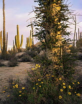 Goldeneye {Viguiera deltoidea} flowering at base of Boojum tree {Fouquieria / Idria columnaris} with Cardon cactus {Pachycereus pringlei} Baja California, Mexico