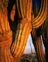 Close up of weathered skin of Cardon cactus {Pachycereus pringlei} Sonoran desert, Baja California, Mexico