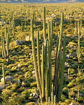 Cardon cactus forest {Pachycereus pringlei} nr Catavina, Desierto Central, Baja California, Mexico