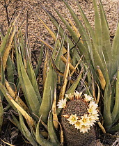 Flowering Pincushion / Fishhook cactus {Mammillaria sp} and Agave {Agave sp} nr Catavina, Desierto Central, Baja California, Mexico