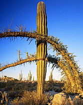 Boojum tree {Fouquieria columnaris} and Cardon cactus {Pachycereus pringlei} nr Catavina, Desierto Central, Baja California, Mexico