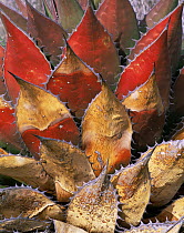 Red, weathered leaves of Coastal agave / Century plant {Agave shawii} Desierto Central, Baja California, Mexico
