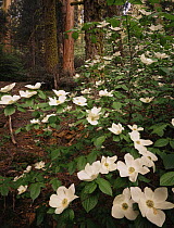 Pacific dogwood {Cornus nuttallii} flowering amongst Giant sequoia trees {Sequoiadendron giganteum} and White fir trees {Abies concolor} Sequoia NP, California, USA