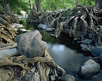 Tangled exposed roots of Montezuma cypress trees {Taxodium mucronatum} lining the banks of River Cuchujaqui Sabinos, Sierra Madre foothills, Mexico
