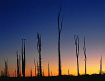 Boojum trees {Fouqueira / Indria columnaris} silhouetted at sunset, nr Catavina, Baja California, Mexico