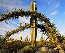 Boojum tree {Fouqueira / Indria columnaris} and Cardon cactus {Pachycereus pringlei} Baja California, Mexico