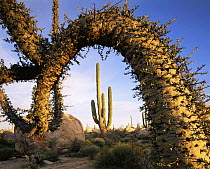 Boojum tree {Fouqueira / Indria columnaris} arch frames Cardon cactus {Pachycereus pringlei} Baja California, Mexico