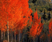 Quaking aspen trees {Populus tremuloides} in autumn colours with Engelmann spruce trees {Picea engelmannii} Dixie National Forest, Utah, USA