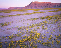 Yellow beeplant {Cleome lutea} and Pretty phacelia {Phacelia sabulonum} flowering in aluvial runoff, River valley, Factory Bench, Fremont, Utah, USA