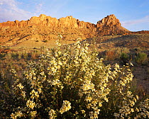 Flowering cliff rose {Cowania mexicana} with cliffs of Little Brown Bench in background, Little Death Hollow, Grand Staircase - Escalante National Monument, Utah, USA