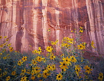 Sand sunflowers {Helianthus anomolus} flowering against canyon wall, Grand Staircase - Escalante National Monument, Utah, USA