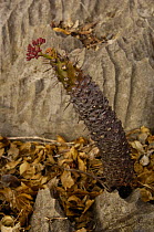 Endemic Euphorbia (Euphorbia sp.) Ankarana Special Reserve. NW MADAGASCAR