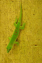 Giant day gecko (Phelsuma madagascariensis grandis) Ankarana Special Reserve. NW MADAGASCAR.