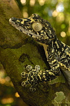Leaf-tailed gecko (Uroplatus cf. fimbriatus) Rain forest near Diego Suarez and lower altitude than Montagne d'Ambre National Park. Northern MADAGASCAR  This species from Joffreville is currently being...