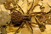 Wolf spider, female carrying baby spiders on its back {Lycosidae} Ankarana Special Reserve. NW MADAGASCAR.