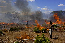 Tavy or Slash-and-burn-agriculture, nr Daraina, NE Madagascar. This method of farming where new forest is cut down after a few years when the soil is no longer productive is blamed for the permanent d...