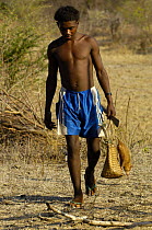 Common / tailless tenrec (Tenrec ecaudatus) which has been hunted for food. Daraina, NE MADAGASCAR   2005